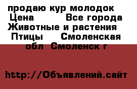 продаю кур молодок. › Цена ­ 320 - Все города Животные и растения » Птицы   . Смоленская обл.,Смоленск г.